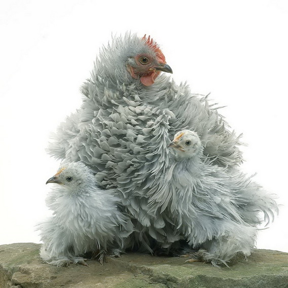 Editiepajot_affligem_kleinveetentoonstelling_ingezonden_foto