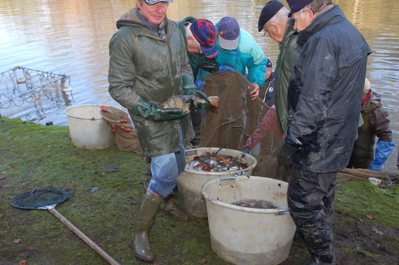 Editiepajot_bart_devill__visbestand_gravenhof