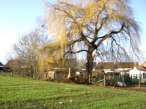 Editiepajot_tollembeek_stormschade_13_december_2011_foto_luc_herremans