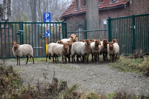 Editiepajot_lennik_schapen_2_foto_nmerckx