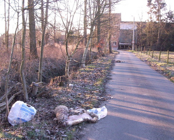 Editiepajot_galmaarden_schaapafval_in_munkbaan_foto_gerrit_achterland