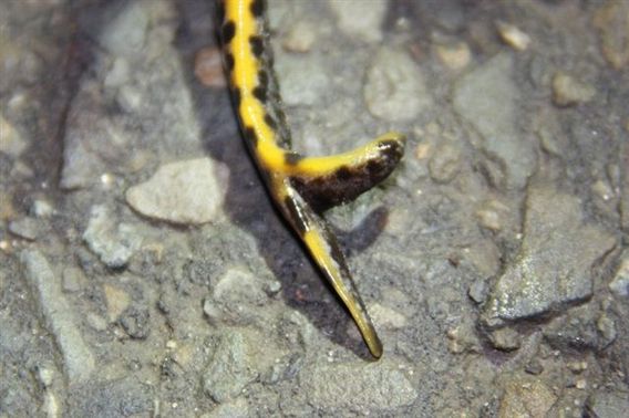 Editiepajot_ternat_salamander_met_gevorkte_staart_ingezonden_foto__1_