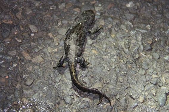 Editiepajot_ternat_salamander_met_gevorkte_staart_ingezonden_foto__2_