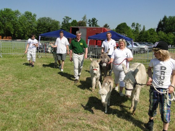 Jaarmarkt_herne_foto_deschuyffeleer__34_