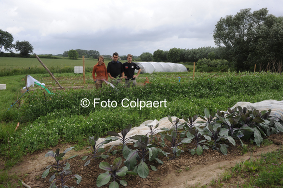 Editiepajot_gooik_kweken_van_groenten_foto_marc_colpaert