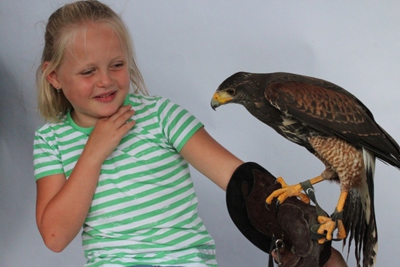 Editiepajot_afflgiem_falconry_fair_verslag_foto_jacky_delcour