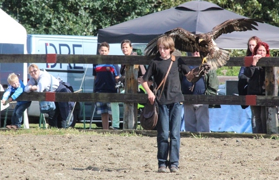 Editiepajot_afflgiem_falconry_fair_verslag_foto_jacky_delcour__1_
