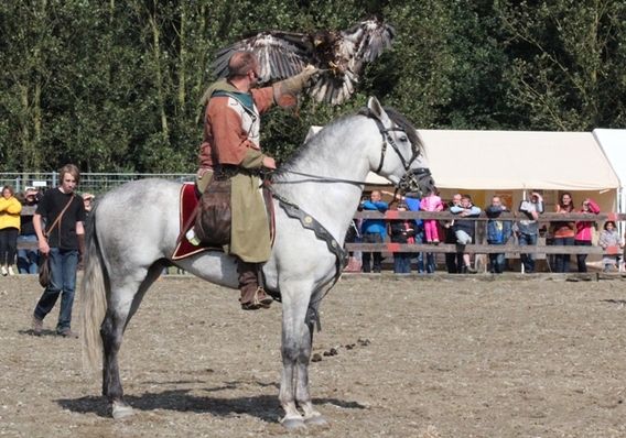 Editiepajot_afflgiem_falconry_fair_verslag_foto_jacky_delcour__3_