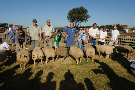 Editiepajot_galmaarden_schapen_foto_marc_colpaert
