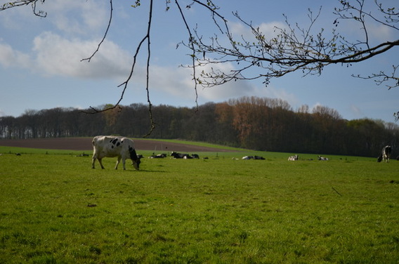 Editiepajot_merchtem_boswandeling_pasar_foto_ingezonden