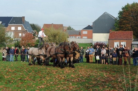 Editiepajot_galmaarden_paarden_1__kopie_