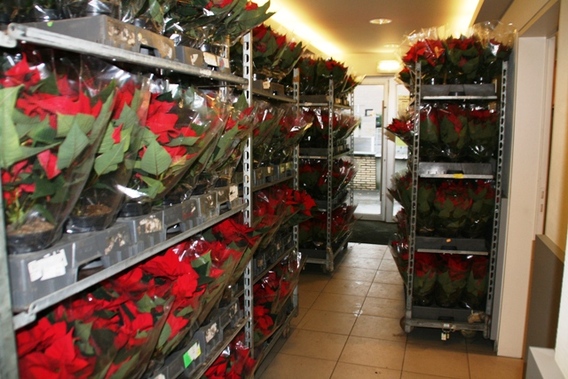 Editiepajot_liedekerke_kerstrozen_30_11_2012_foto_jacky_delcour__1_