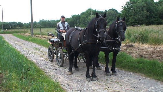 Editiepajot_affligem_paard_en_kar_naar_de_ardennen_foto_jacky_delcour