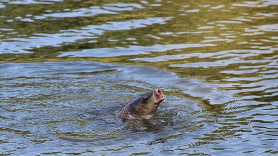 Editiepajot_affligem_viskampioenen_juli_2013_foto_jacky_delcour__3_