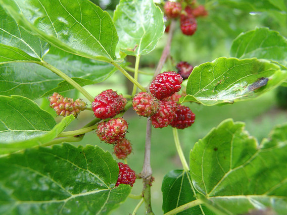 Moerbeirood