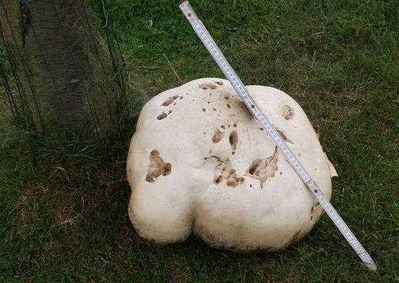 Editiepajot_affligem_reuzengrote_weidepaddenstoel_foto_ingezonden