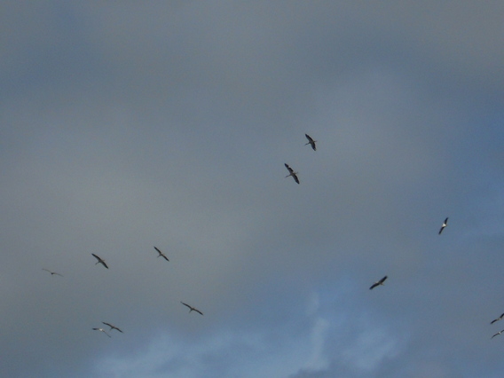 Vogels_2013_034