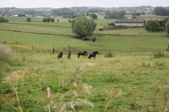 Romont