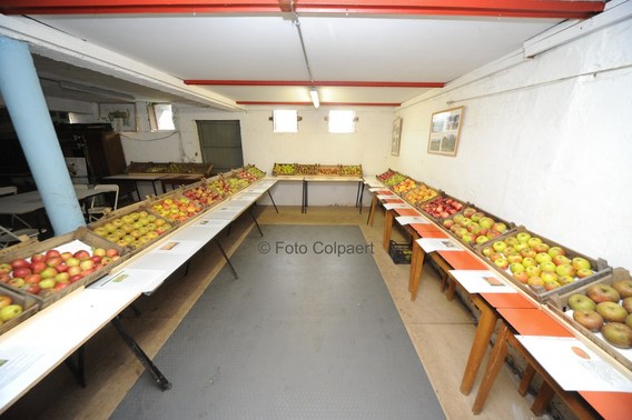 Editiepajot_gooik_paddenbroek_3_foto_marc_colpaert__kopie_
