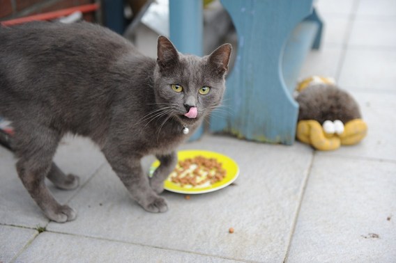 Foto_poes_marc_colpaert