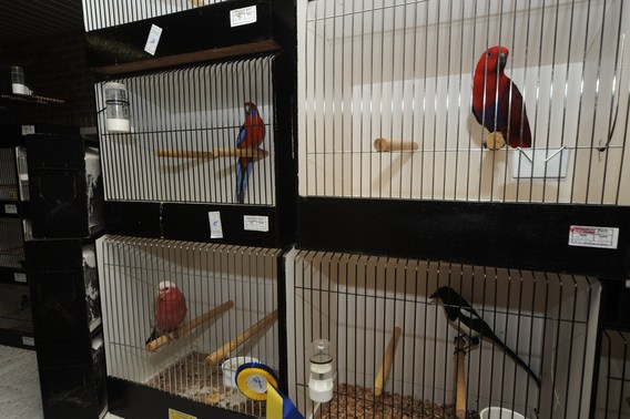 Editiepajot_galmaarden_vogelpracht_2__kopie_