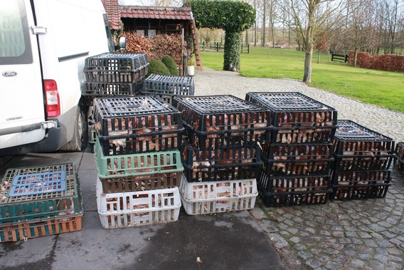 Foto_colpaert_kippen_galmaarden__kopie_