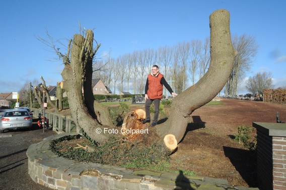 Editiepajot_gooik_bomen_foto_marc_colpaert__kopie_