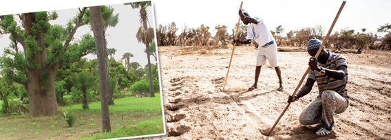 Tdb_senegal2014_droogte