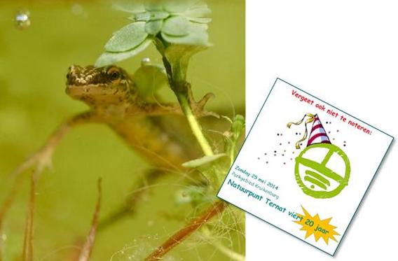 Salamander_feromooncommunicatie
