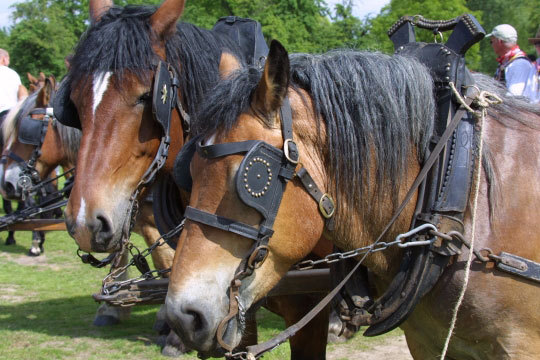 Editiepajot-paul-onselaere-sint-pauluspaardenprocessie-01042014