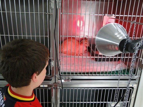 De_bron_op_bezoek_in_de_dierenkliniek_veterinair_kwadrant___3_