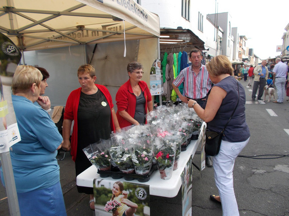 Editiepajot-jacky-delcour-azalea_s-liedekerke2-21092014