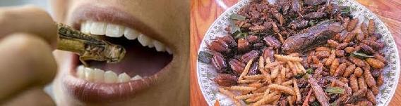 Insecten-eten-dubbel