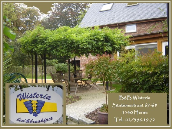 700_jaare_kartuizer_wisteria___9_
