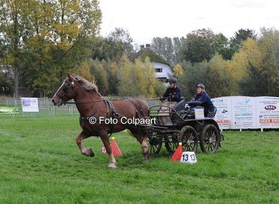 Editiepajot_galmaarden_paarden_foto_marc_colpaert__kopie_