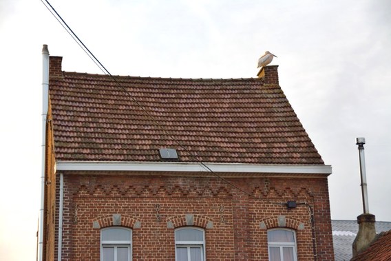 Pelikaan_in_bever_2014__2_