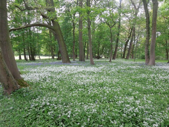 Colpaert_bloemen