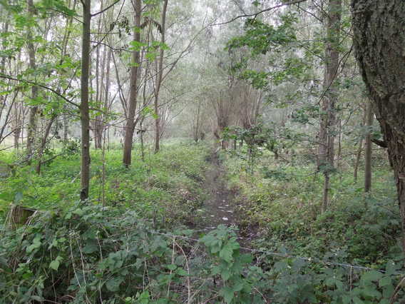 Colpaert_tollembeekse_beek