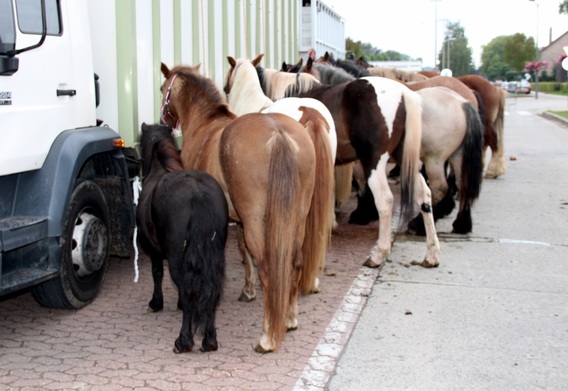 2015-09-05__40_e_jaarmarkten_braderie___6_a