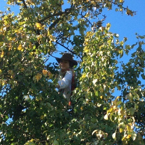 Appelpluk_kreco_2