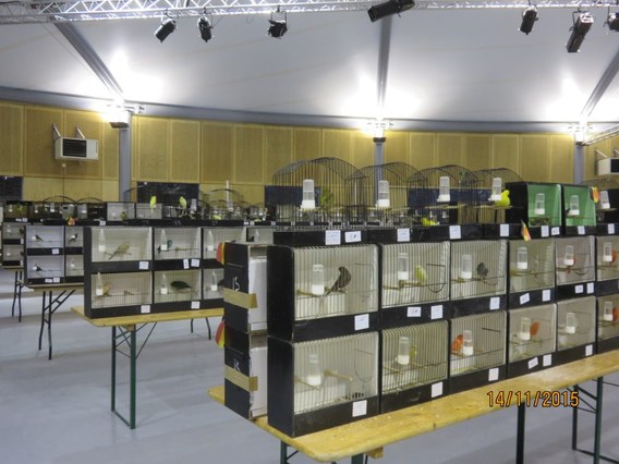 Vogeltentoonstelling_edingen_2015__2_