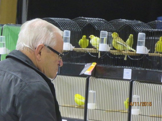 Vogeltentoonstelling_edingen_2015__18_