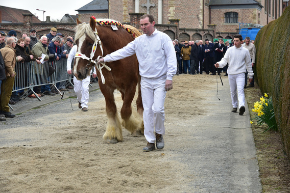 Editiepajot_jimmy_godaert_trekpaardenkeuring_in_ophasselt