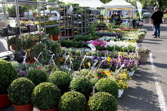 2016-05-15_bloemen___biomarkt__4_a