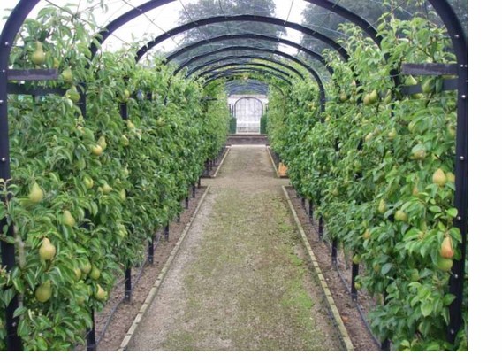 Fruittuin