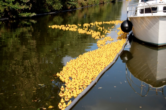 2016-09-18_vierde__duck_race__50_a