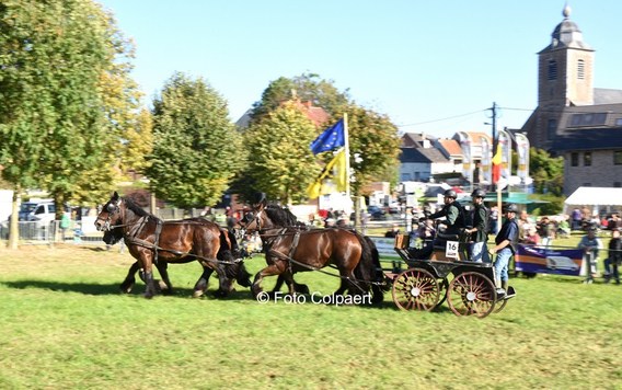 Editiepajot_galmaarden_paarden_2__kopie_