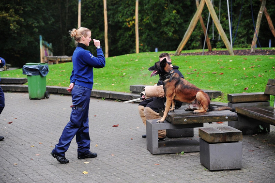 Honden_4