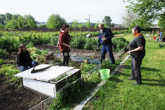 Editiepajot_galmaarden_moestuin_1_foto_marc_colpaert__kopie_