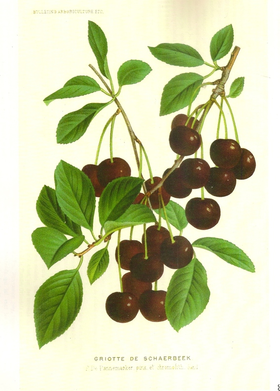 Krieken_2